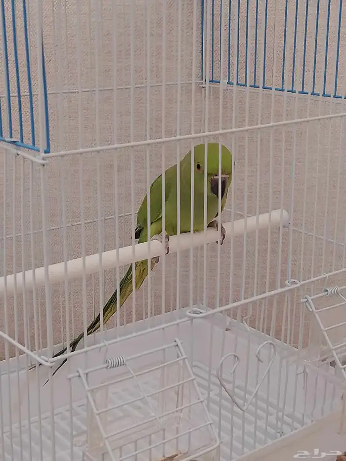 للبيع أنثى دره 1