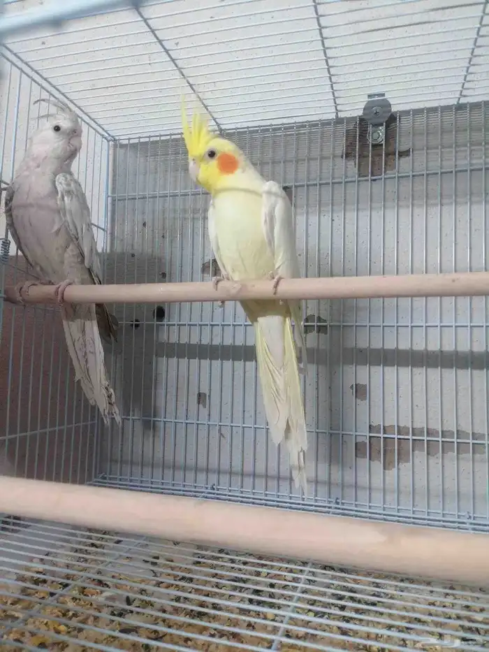 زوج كروان منتج 1