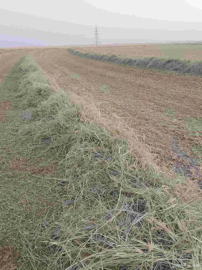 رودس خشن مخلوط عود عشب من شركه الوطنية في وادي الدواسر 1