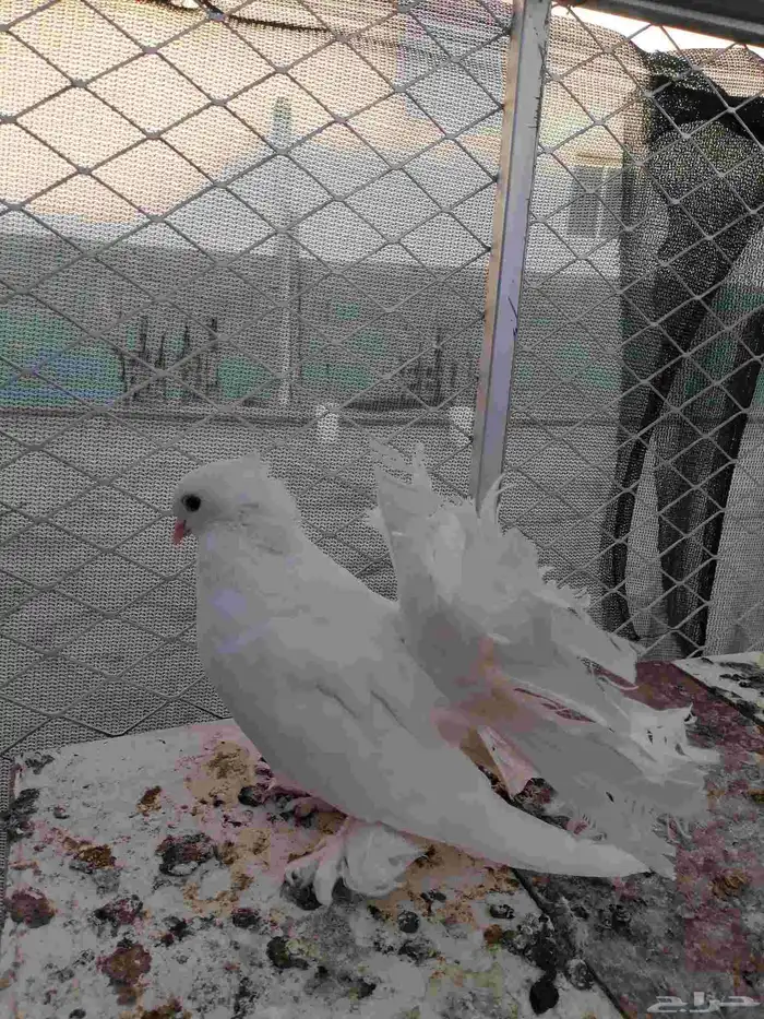 حمام رقاص هندي العدد 6 على سوم 1