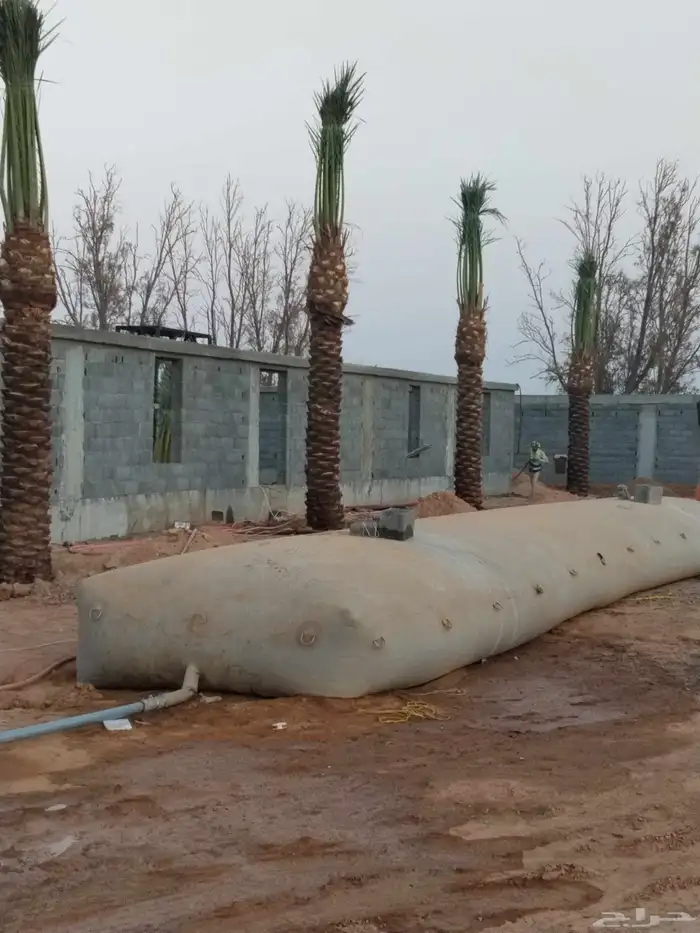 اشجار زيتون معمر ونخل وحمضيات 13