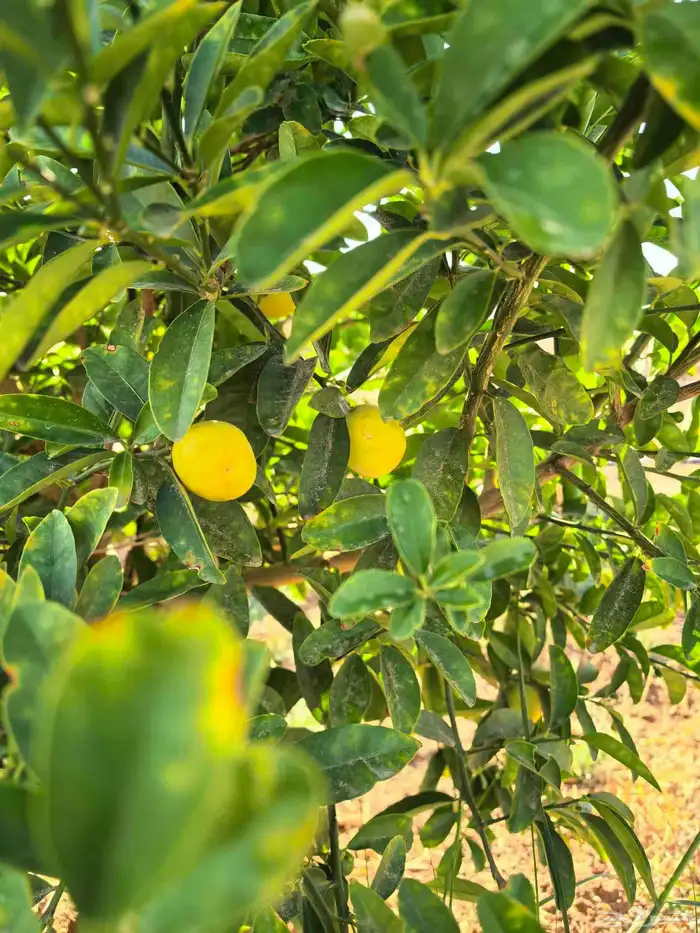 شجر مثمر للبيع 3