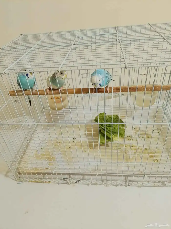 مجموعه بادجي مع قفصين كبارمجانا 3