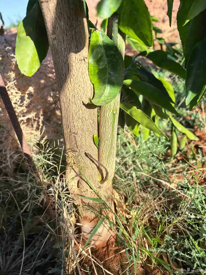 شجر مثمر للبيع 1