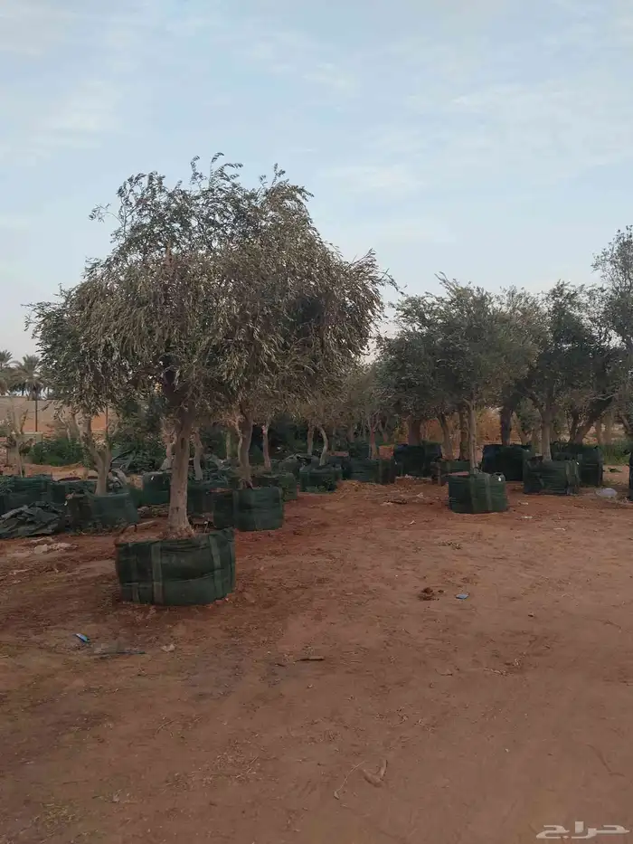 اشجار زيتون معمر ونخل وحمضيات 7