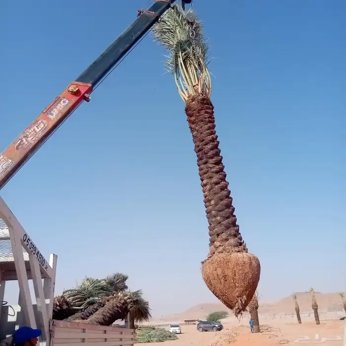 توريد وتوركيب شبوك وجميع انواع المظلات واعمال الحجر  شبوك 4