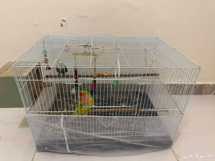 زوج ببغاء روز للبيع 4