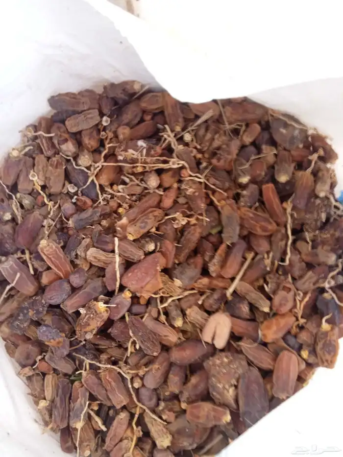 تمر علف ناشف اغنام والجمل 1