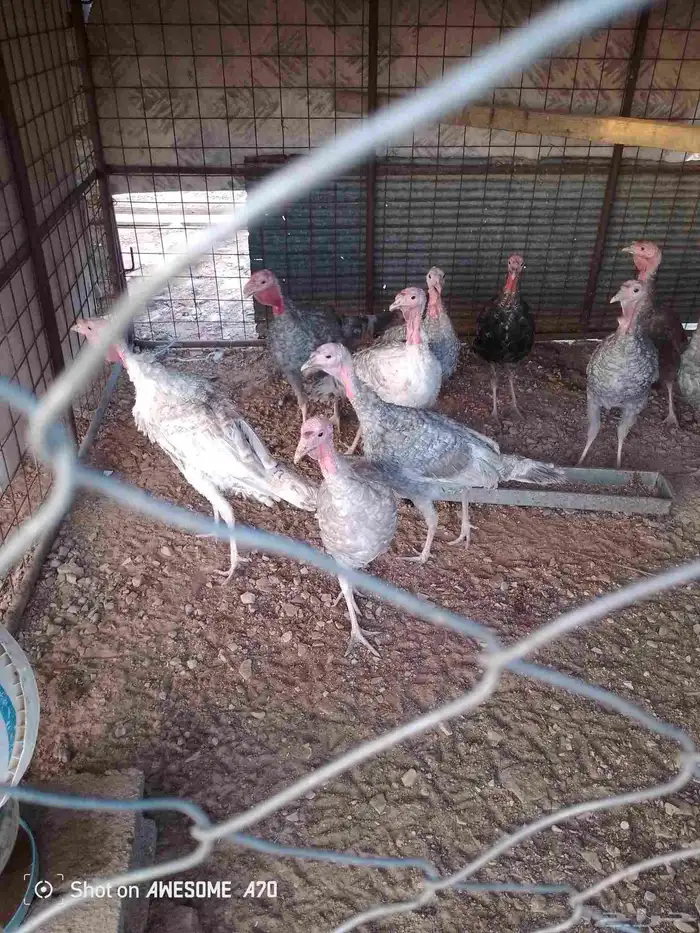 ديكه رومي على السوم سكاكا الجوف 6