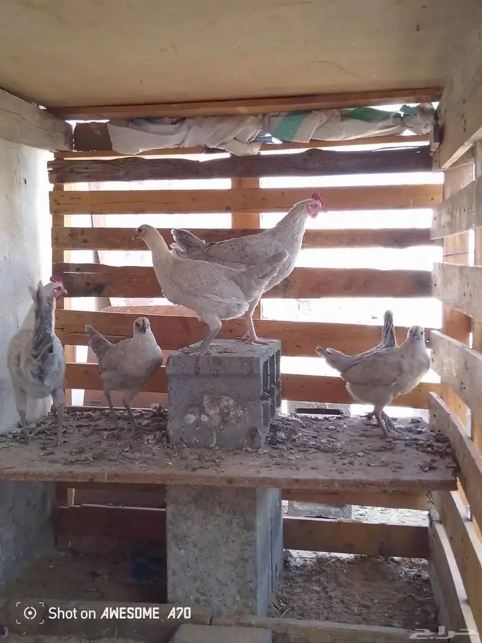 فراريج فيومي المنيو 0