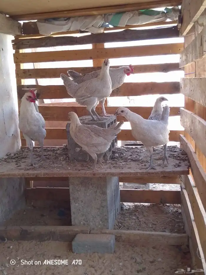 فراريج فيومي المنيو 1