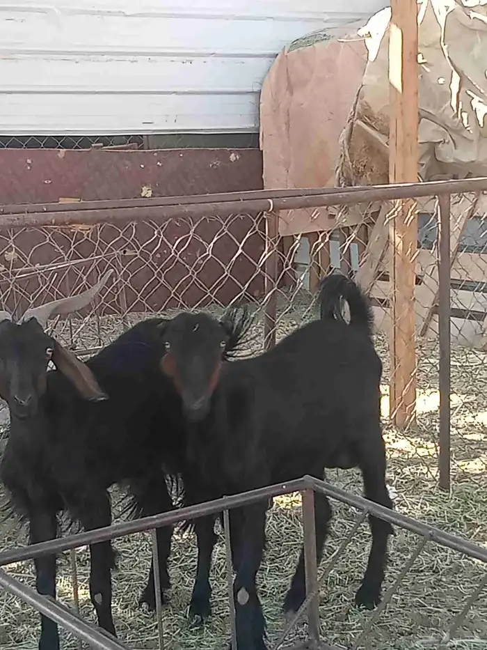 معزه العدد 2 0