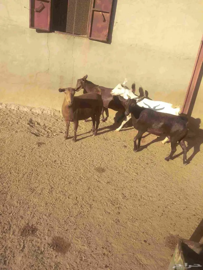 4 معزا دفيع قرايب الولاده للبيع 1