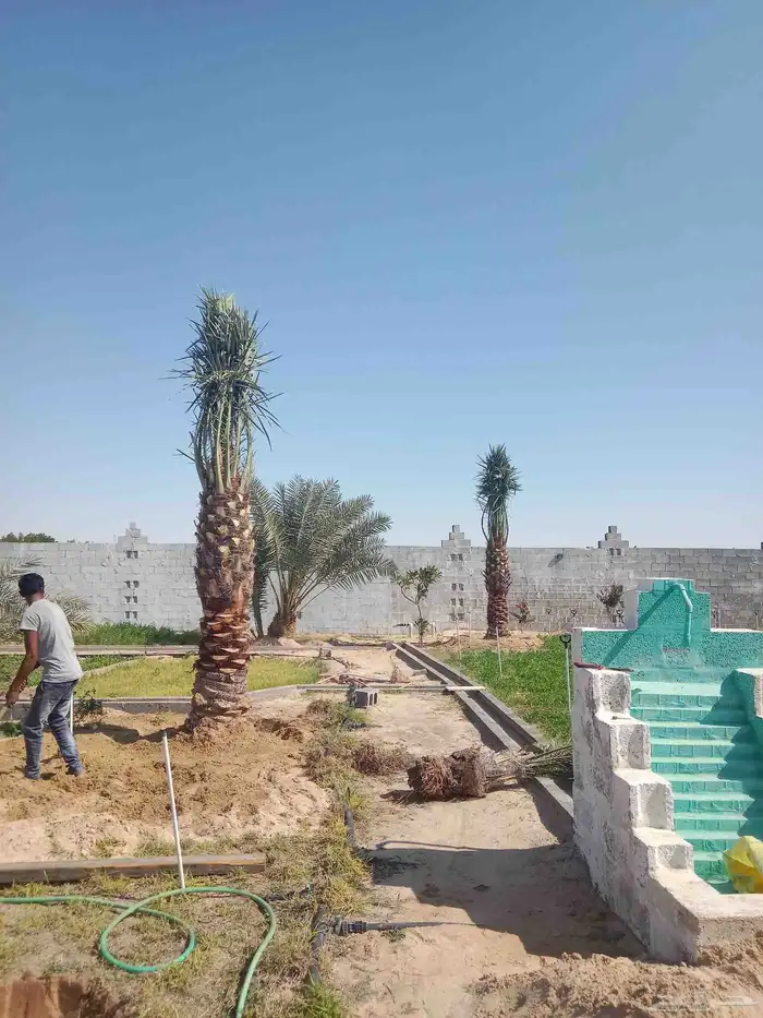 زراعه نخيل عربي واشنطني 6