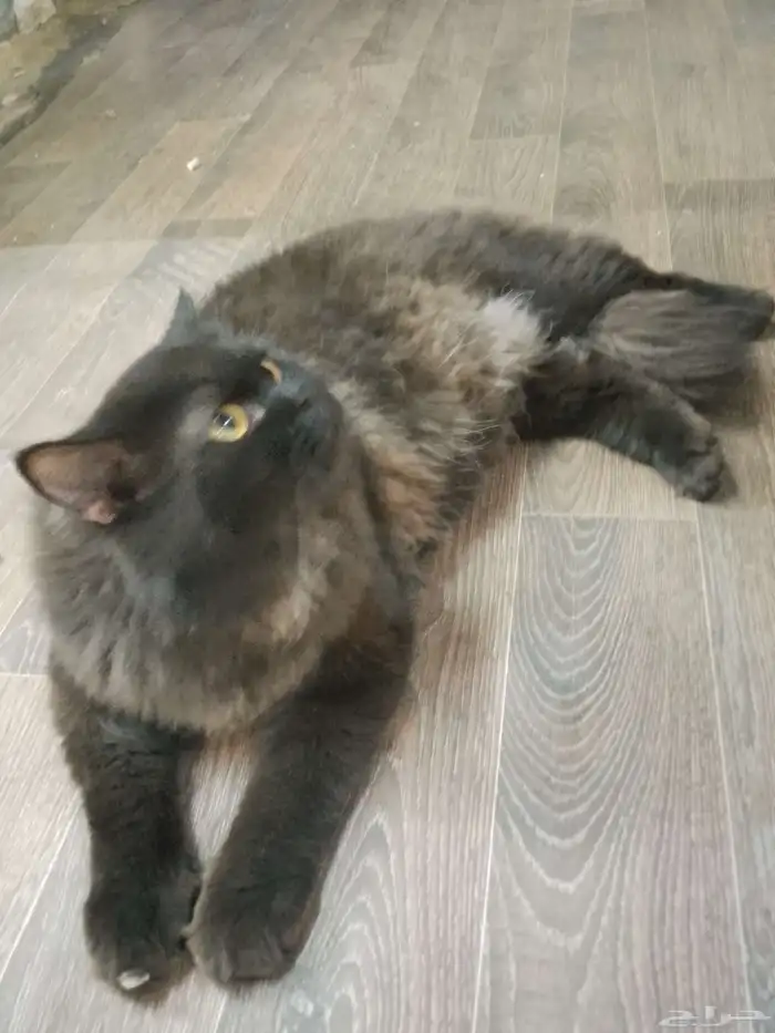 للتبني بحره 2