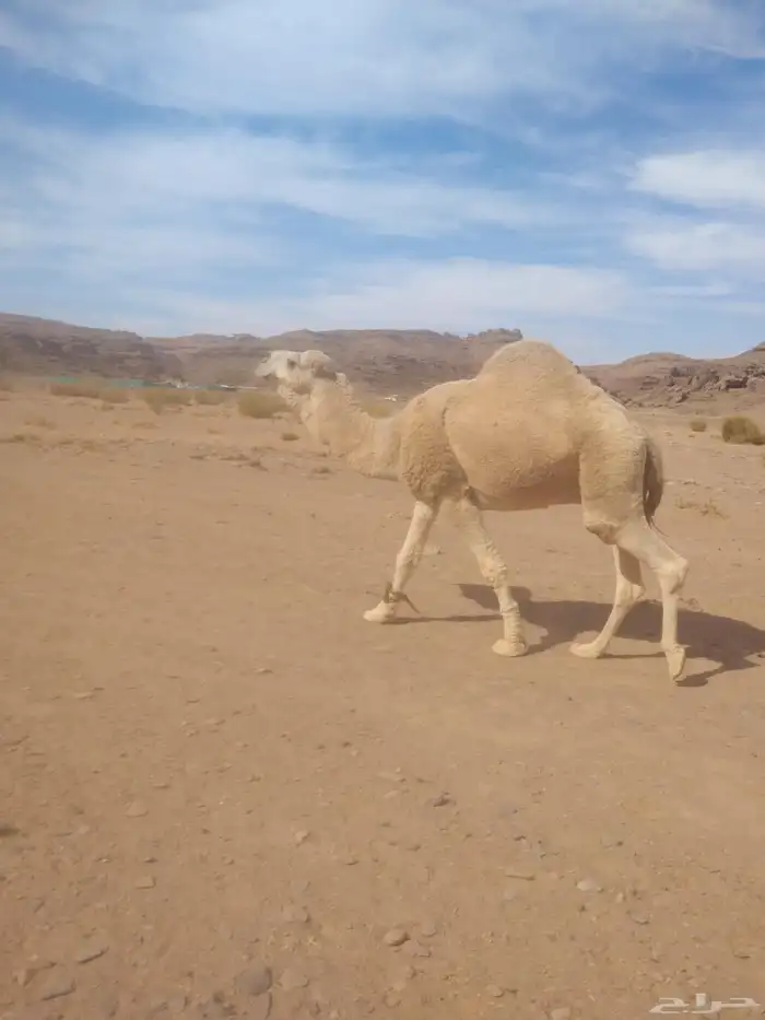 جمل للبيع طيب بالحيل 0