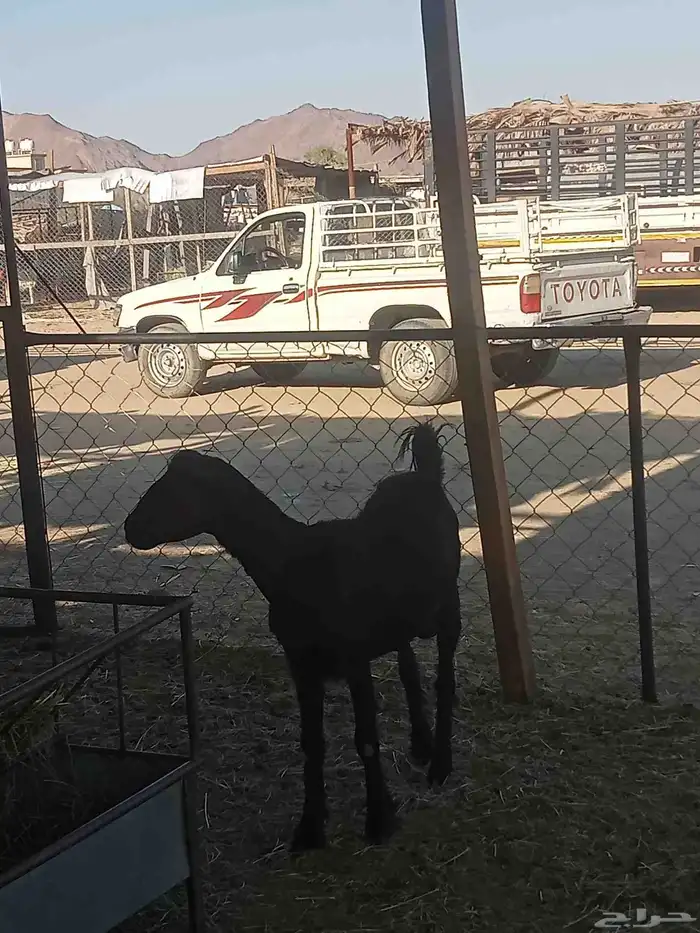 معزه العدد 2 1