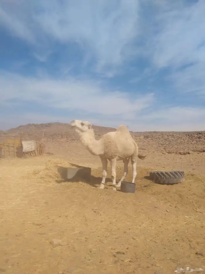 جمل للبيع طيب بالحيل 2