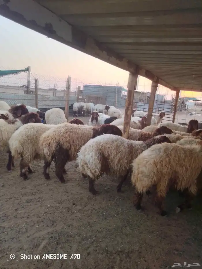 ذبايح ارخال شيء طيب 2