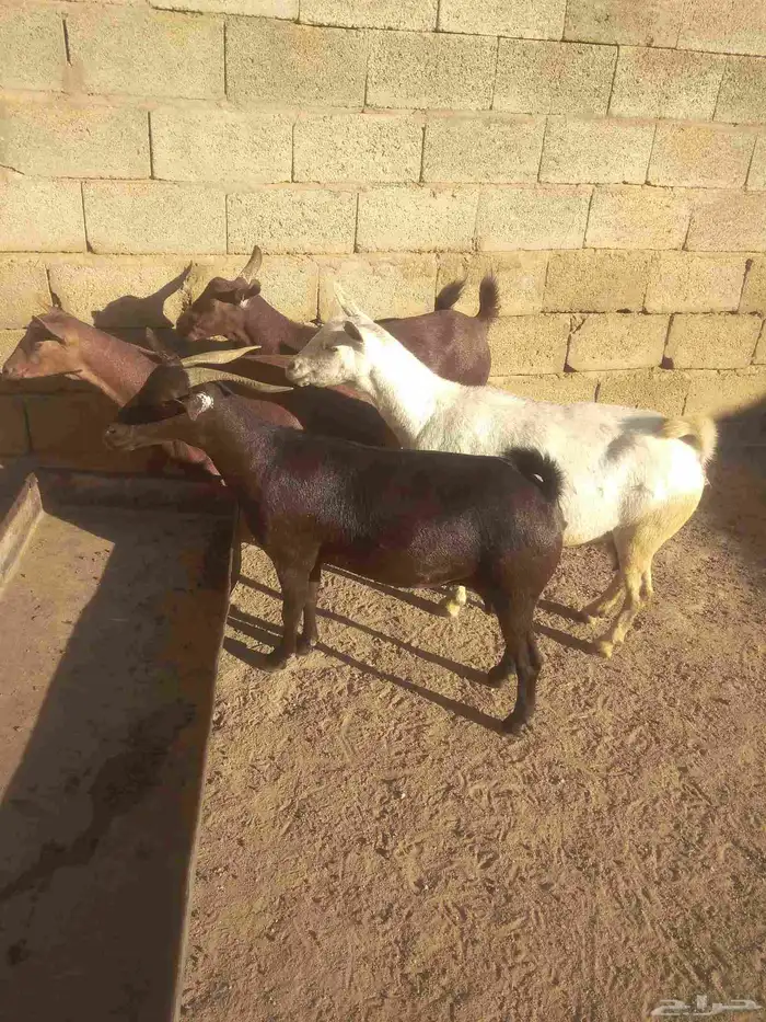 4 معزا دفيع قرايب الولاده للبيع 2