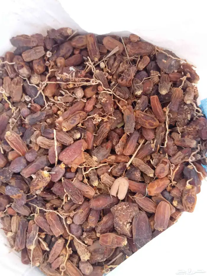 تمر علف ناشف اغنام والجمل 0