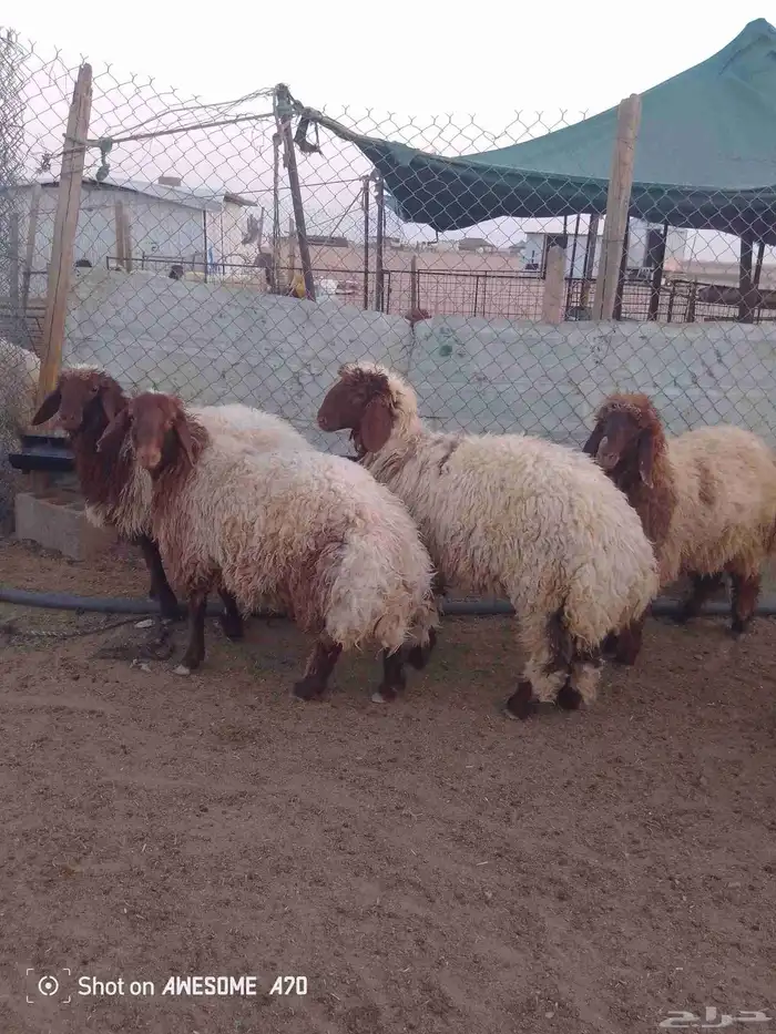 ذبايح ارخال شيء طيب 1