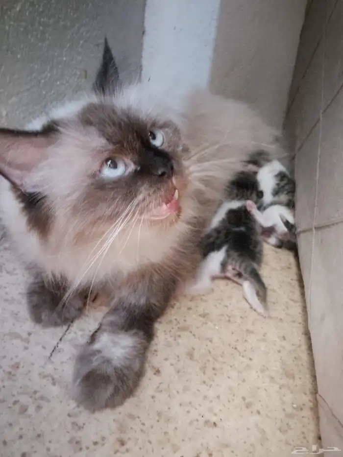 للتبني بحره 0