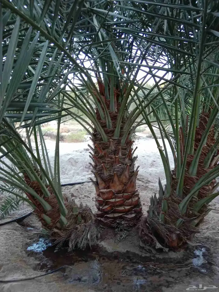 زراعه نخيل عربي واشنطني 3