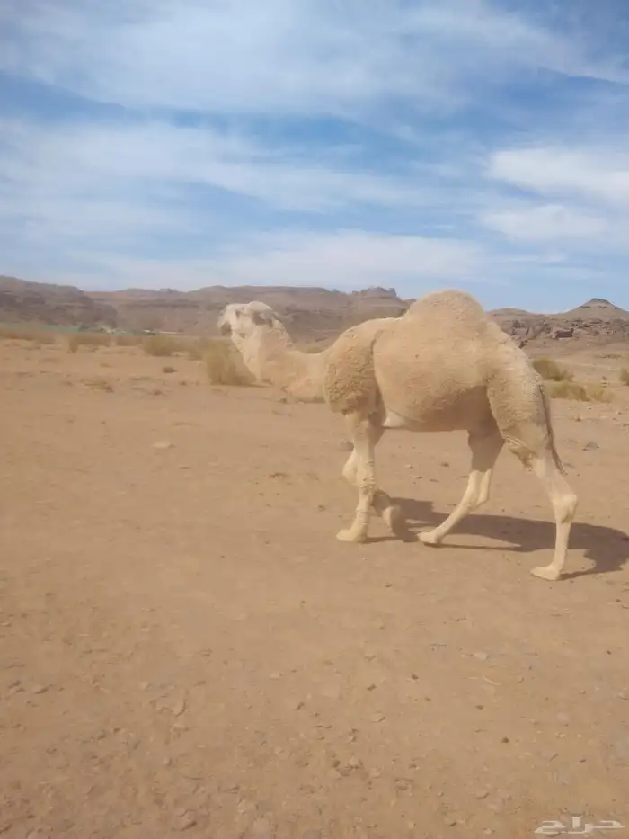 جمل للبيع طيب بالحيل 1