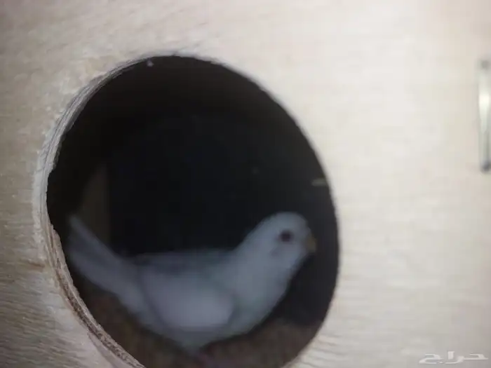 جوز بادجي للإنتاج 0