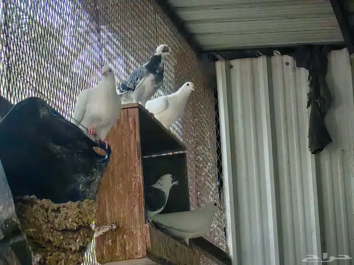 حمام فرنسي الاحساء 1