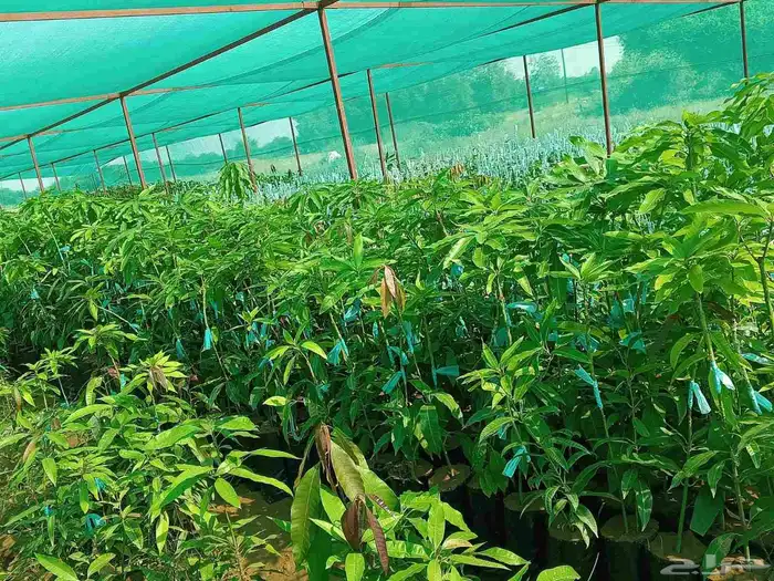 مشاتل جيزان للمانجو 2