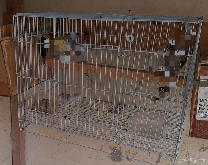 اقفاص ببغاوات 2