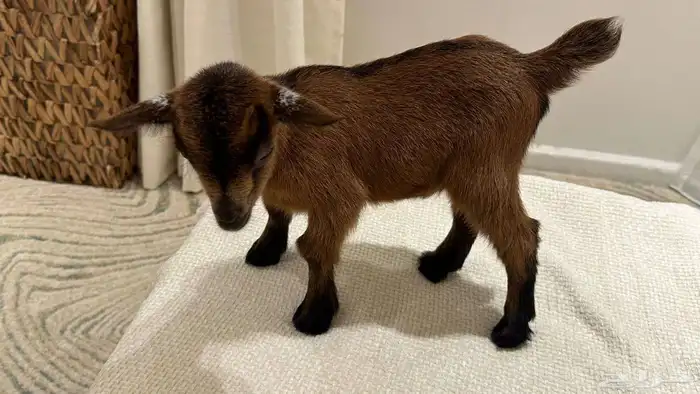 ماعز قزم تيس متنوع الاعمار والمستوى ومعرفين 5