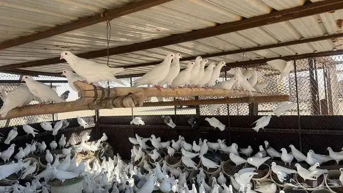 حمام فرنسي سوبر جامبو 0