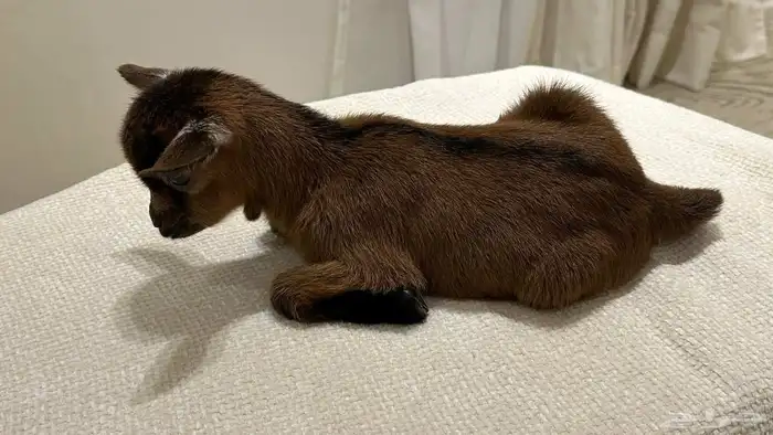 ماعز قزم تيس متنوع الاعمار والمستوى ومعرفين 8