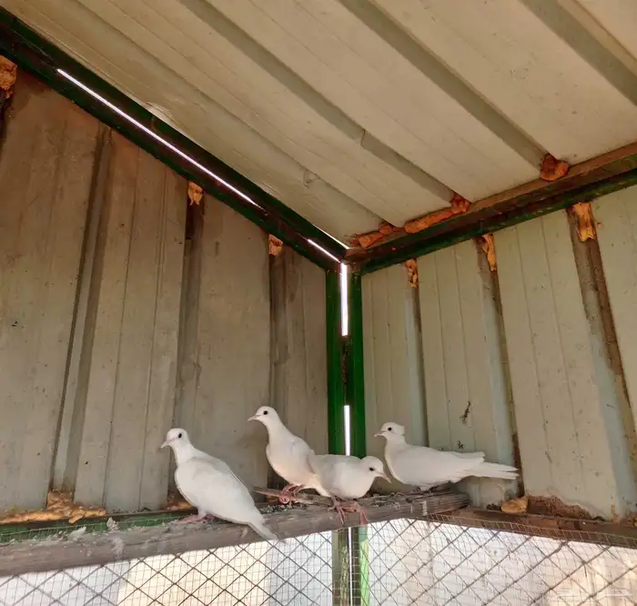 جوزين قماري 0