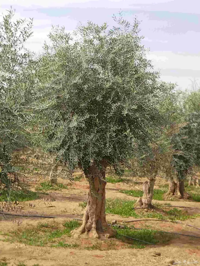 أشجار زيتون معمره ونخيل عربي وواشنطني وأشجار بريه 3