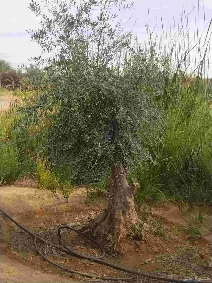 أشجار زيتون معمره ونخيل عربي وواشنطني وأشجار بريه 2