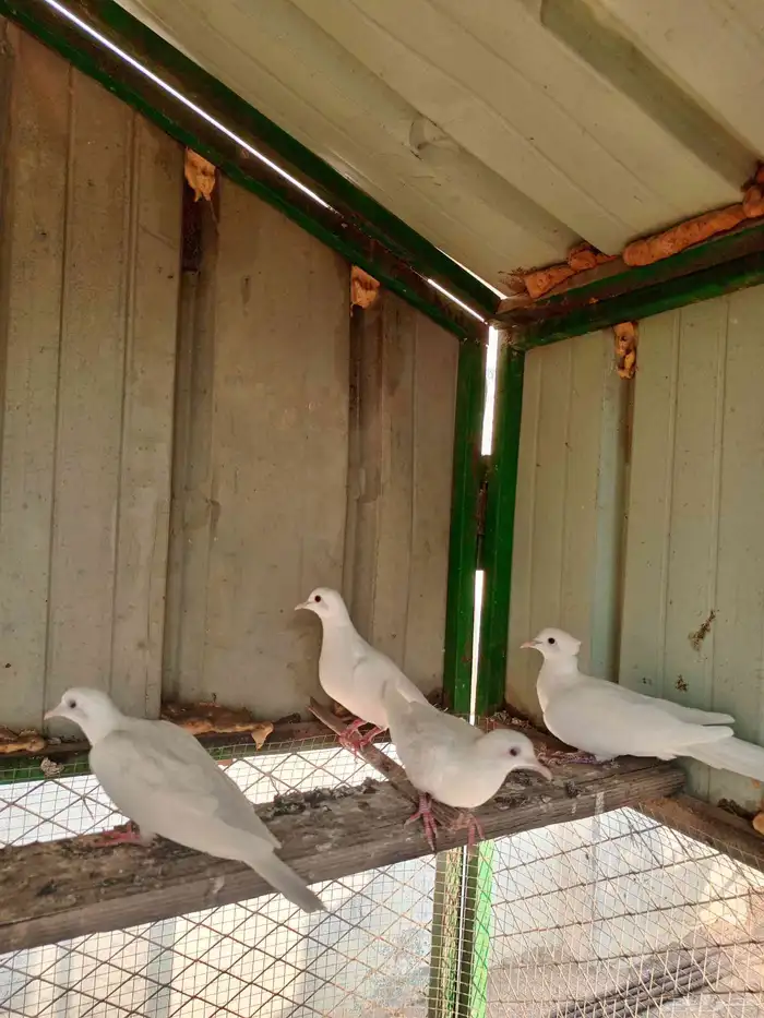 جوزين قماري 3