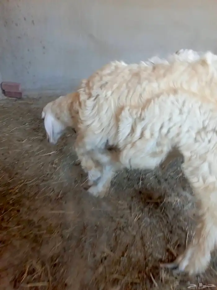 طلي حري جذع للبيع للي يبي ذبيحه 1