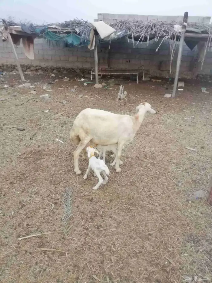 نعجه حريه منتوج ب اثنين 0