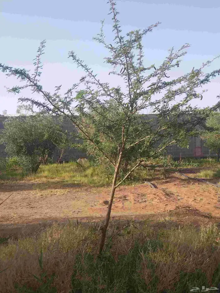 أشجار زيتون معمره ونخيل عربي وواشنطني وأشجار بريه 9