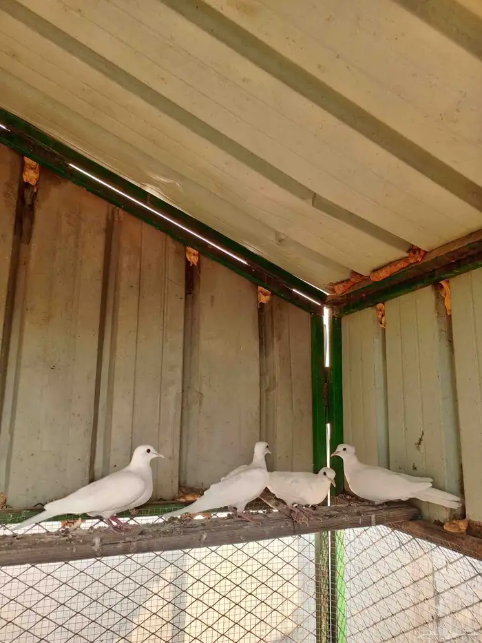 جوزين قماري 4