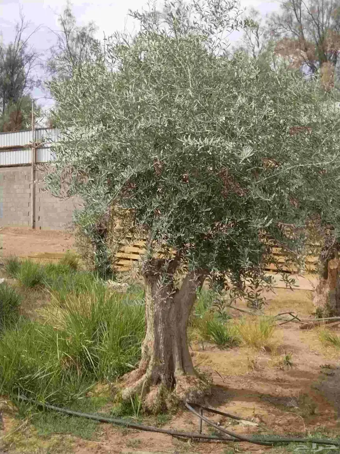 أشجار زيتون معمره ونخيل عربي وواشنطني وأشجار بريه 0