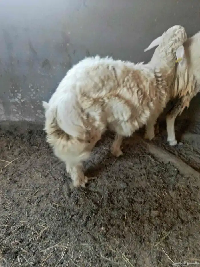 طلي حري جذع للبيع للي يبي ذبيحه 2