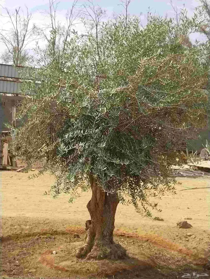 أشجار زيتون معمره ونخيل عربي وواشنطني وأشجار بريه 4