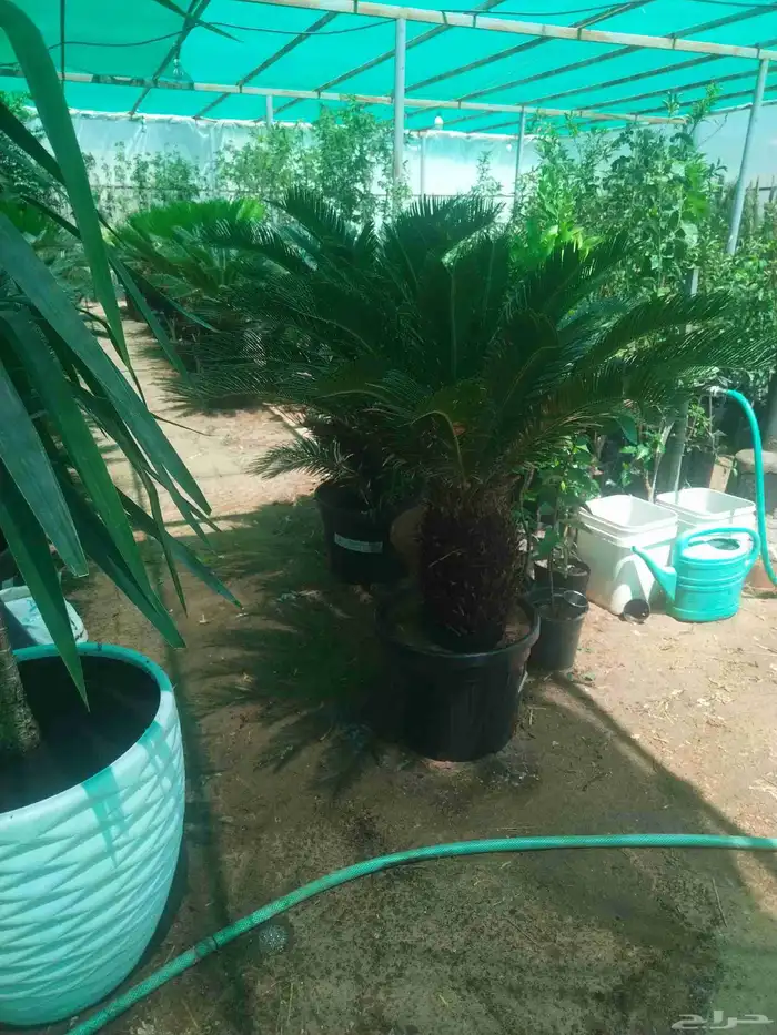 أشجار زيتون معمره ونخيل عربي وواشنطني وأشجار بريه 8