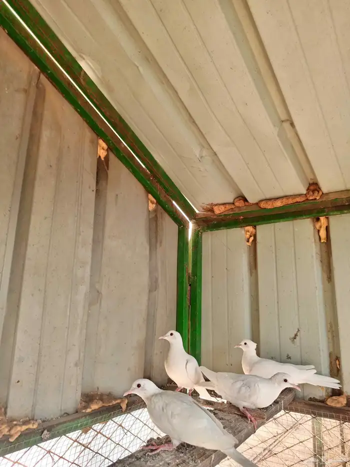 جوزين قماري 2