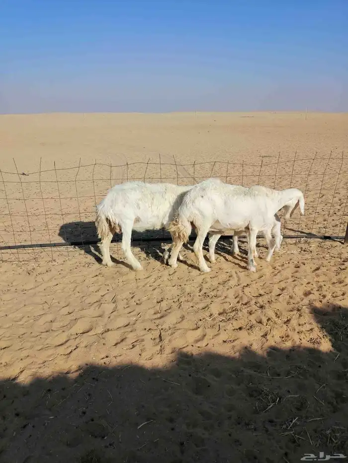 حريات مطافيل 0